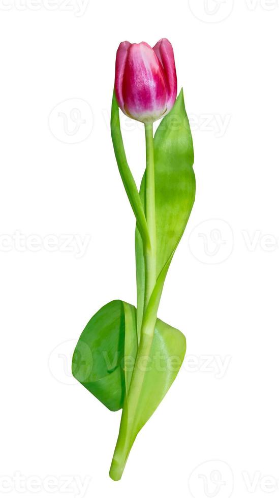 spring flowers tulips photo