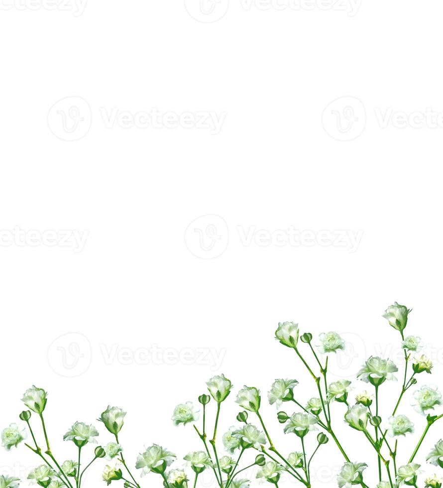 flower buds of roses isolated on white background photo