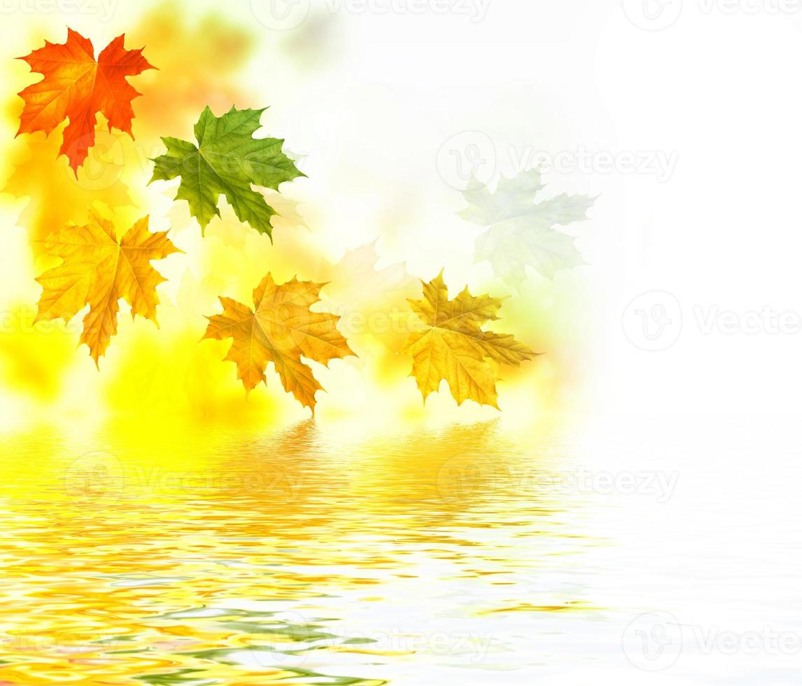 autumn landscape with bright colorful leaves. photo
