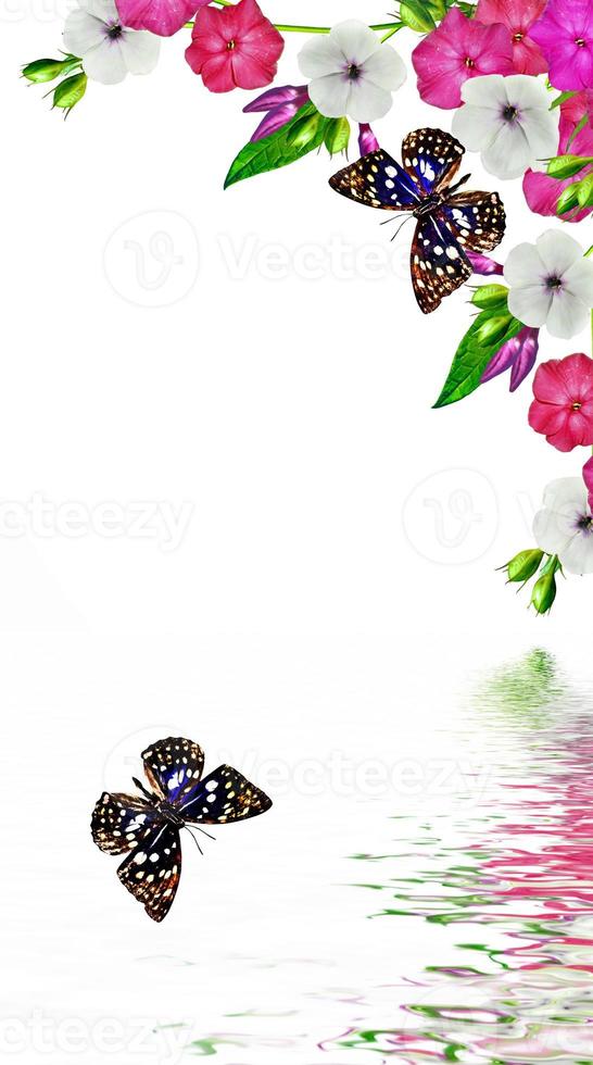 branch flower phlox isolated on a white background photo