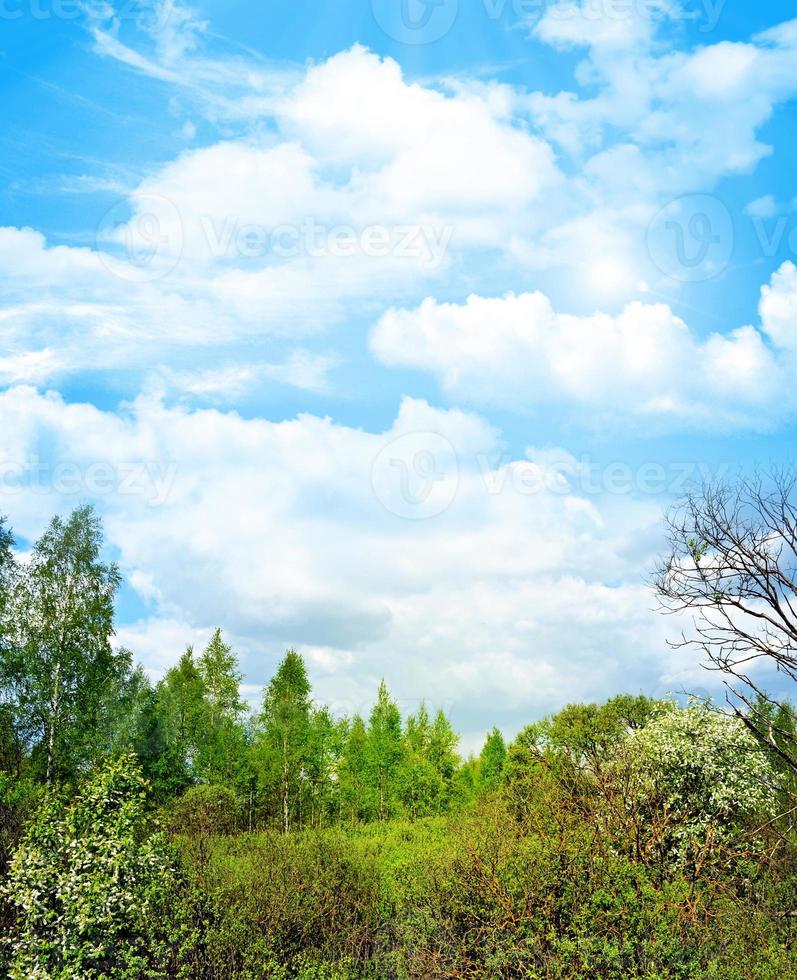 bosque de paisaje de primavera foto