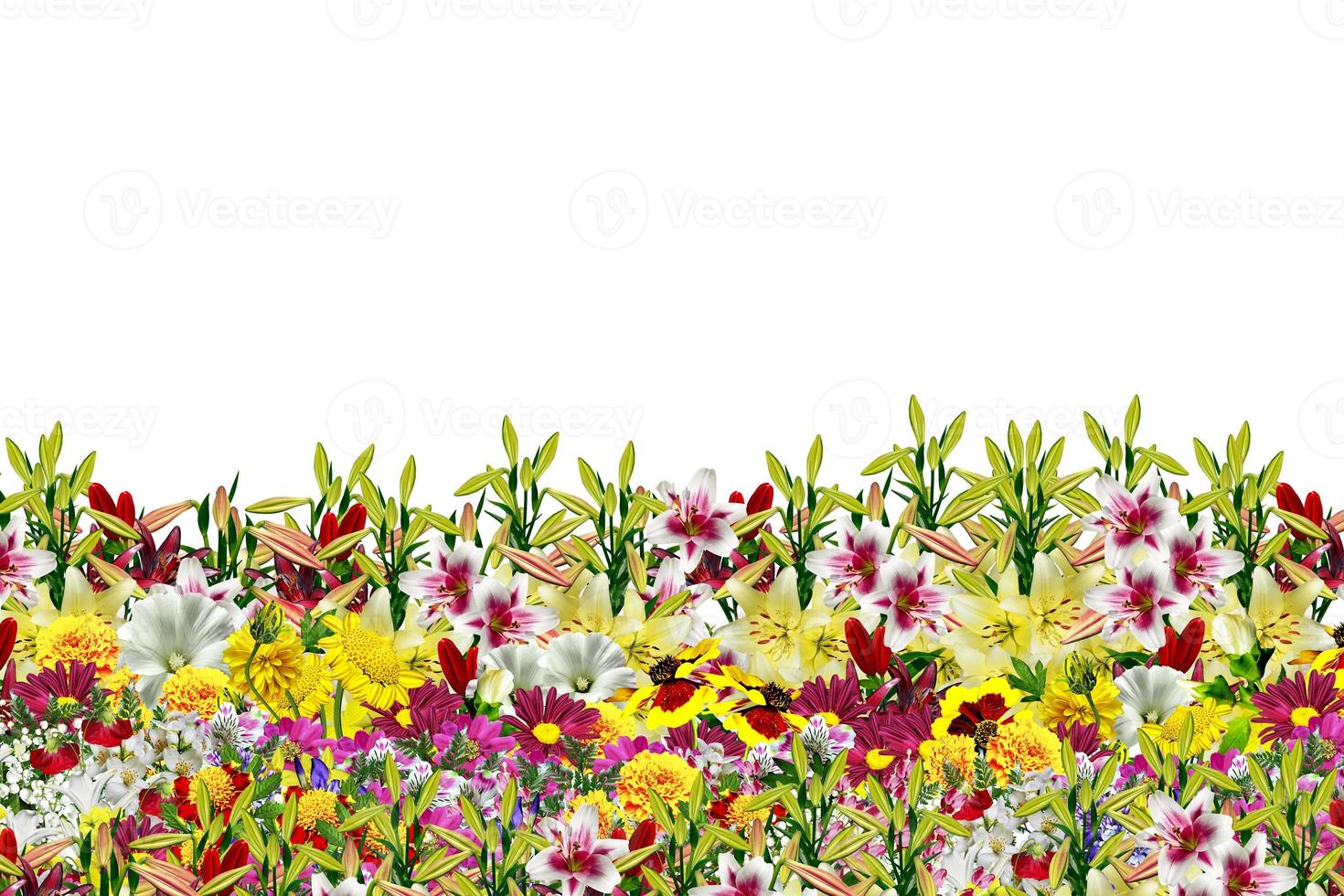 floral background. Nature. photo