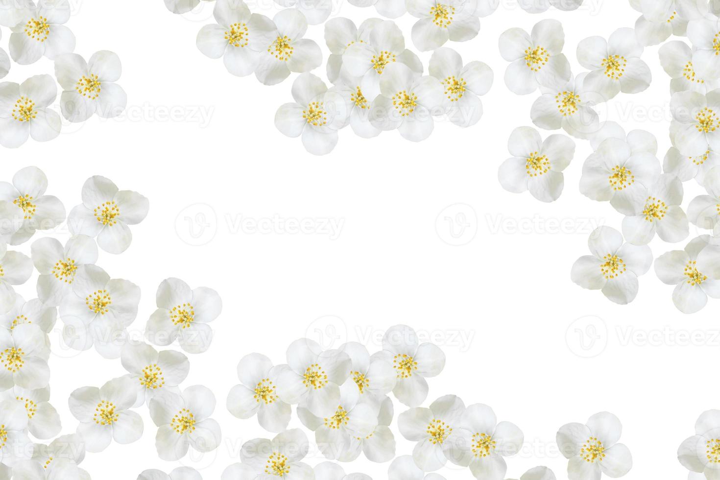branch of jasmine flowers isolated on white background photo