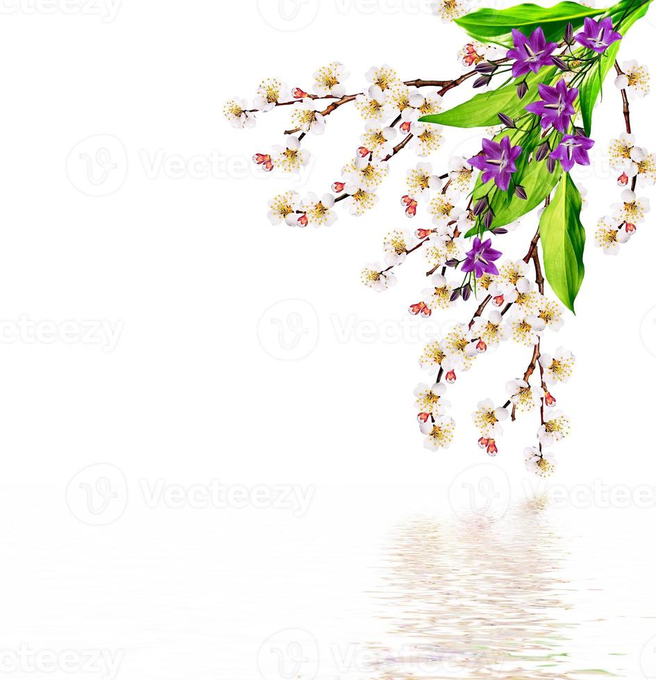 White apricot flowers branch photo