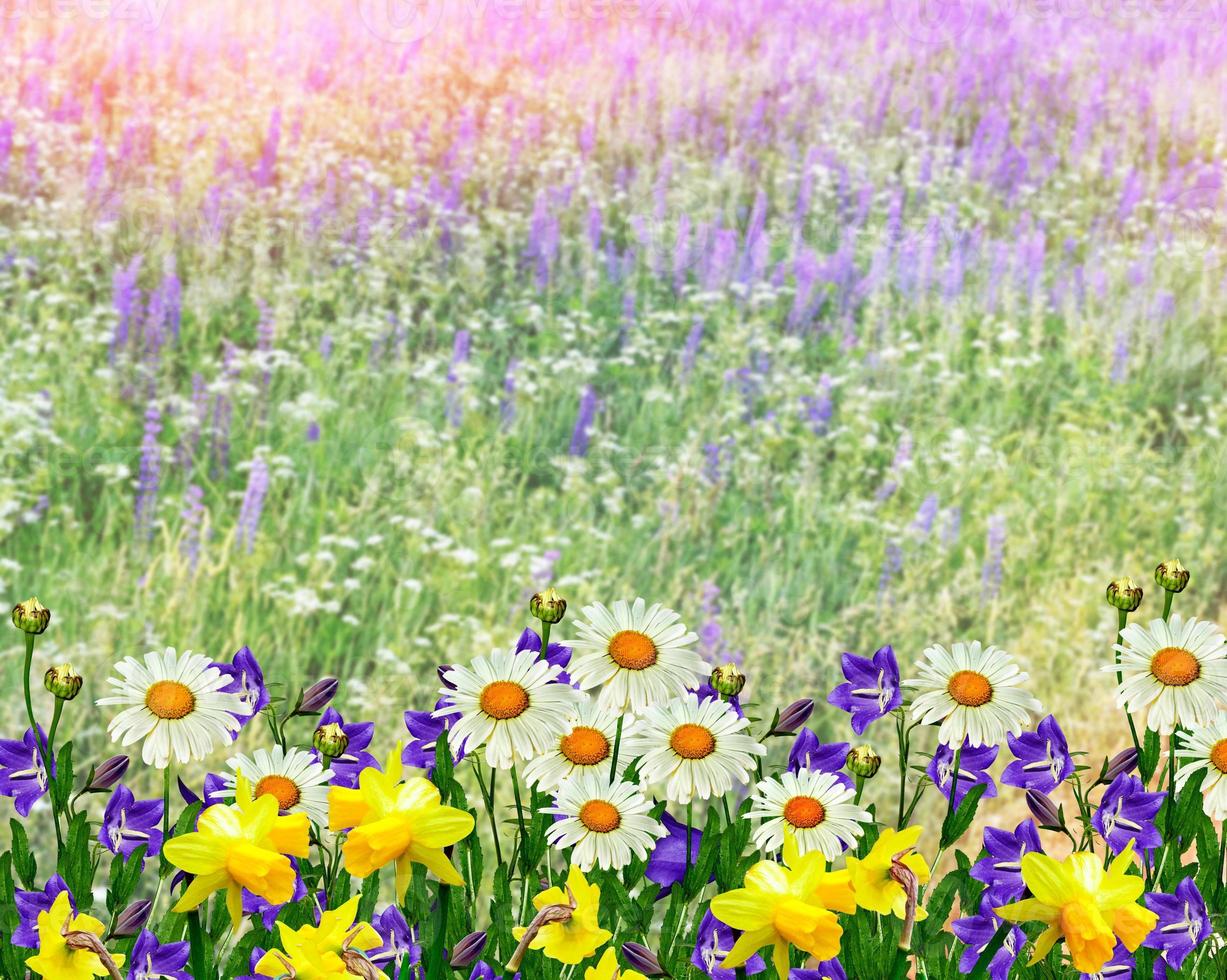 Summer landscape with wildflowers. photo
