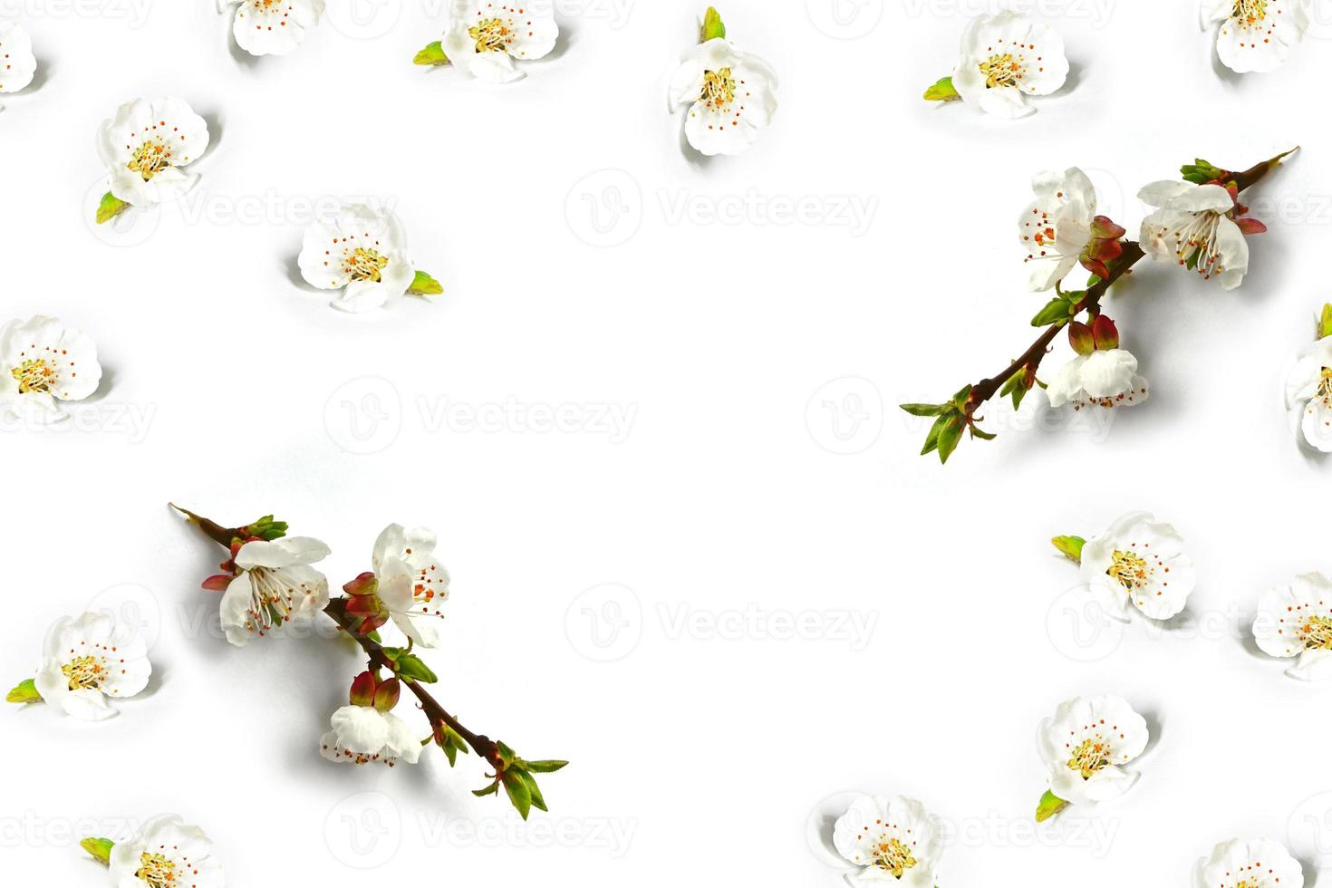 Flowering branch of apple isolated on a white background. Spring photo