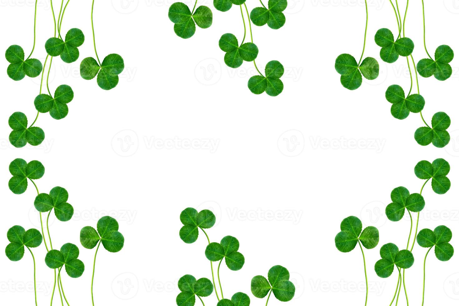 green clover leaves isolated on white background. St.Patrick 's Day photo