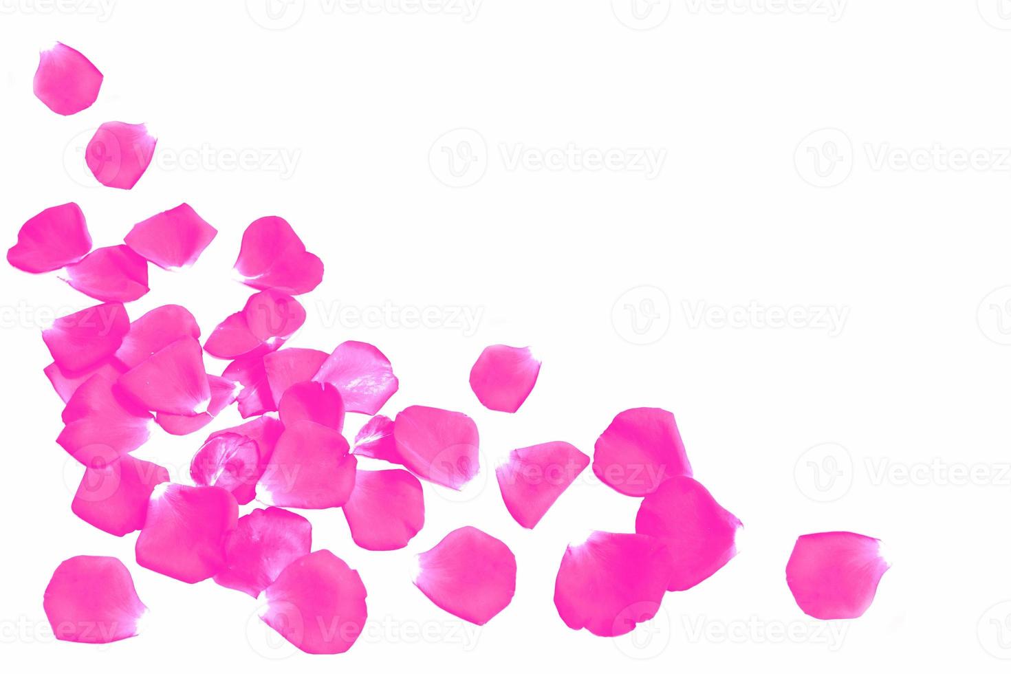 Red rose petals photo