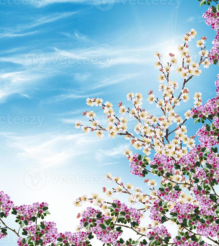 Flowering branch of apricot photo