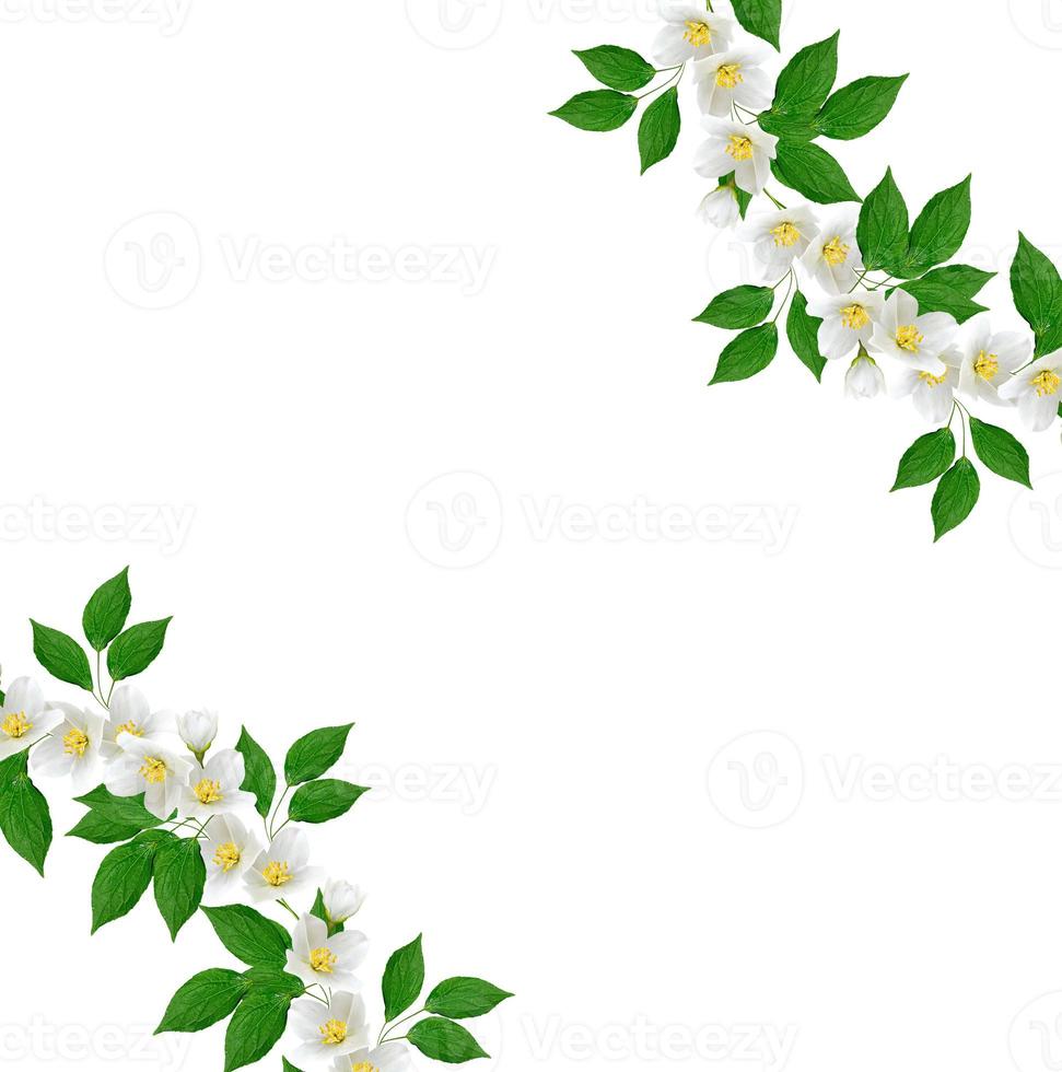 White jasmine flower. photo
