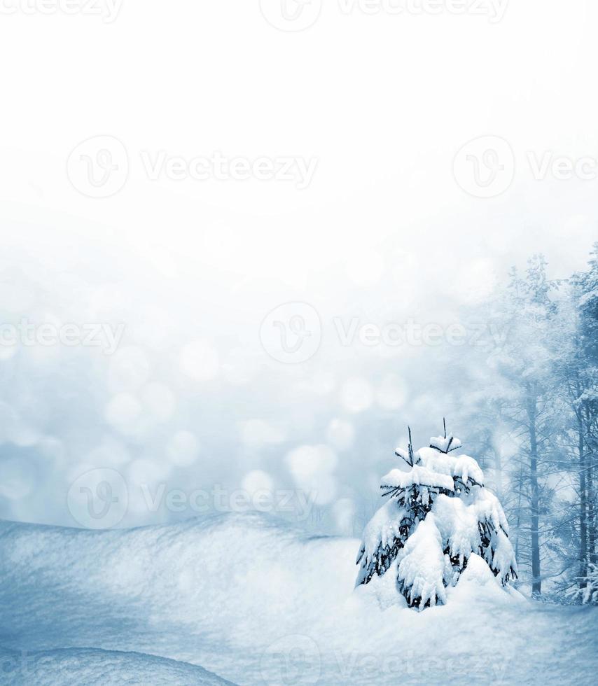forest in the frost. Winter landscape. Snow covered trees photo