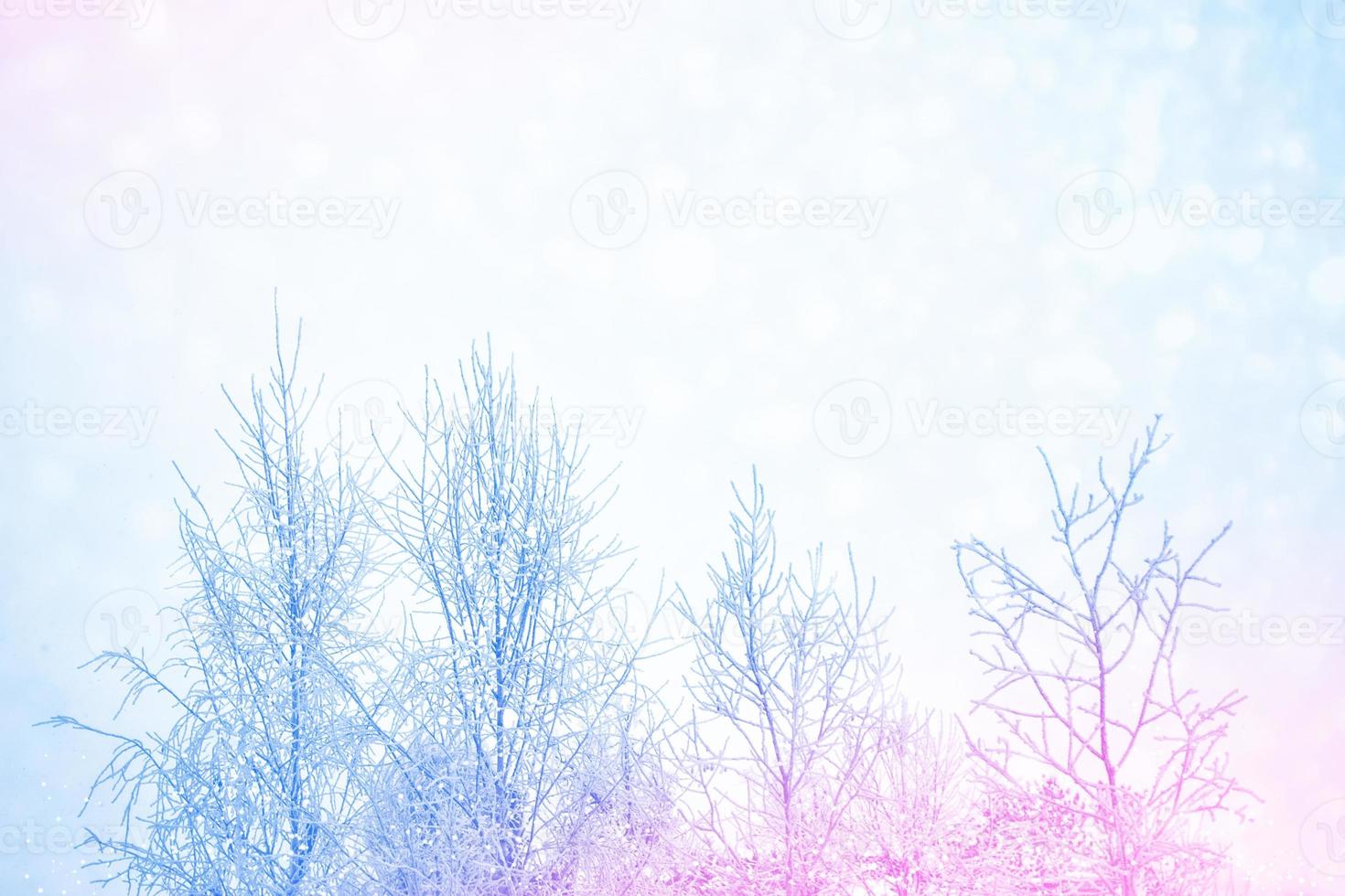 Frozen winter forest with snow covered trees. photo