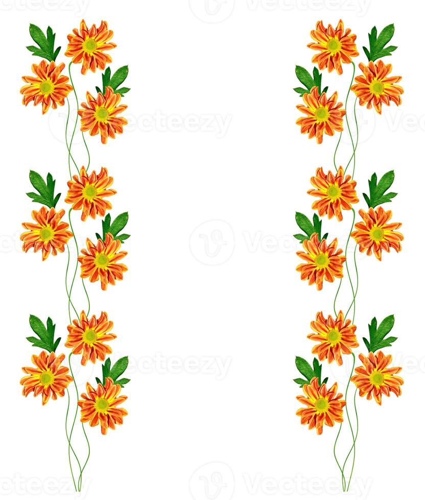 Autumn chrysanthemum flowers isolated on white background. photo