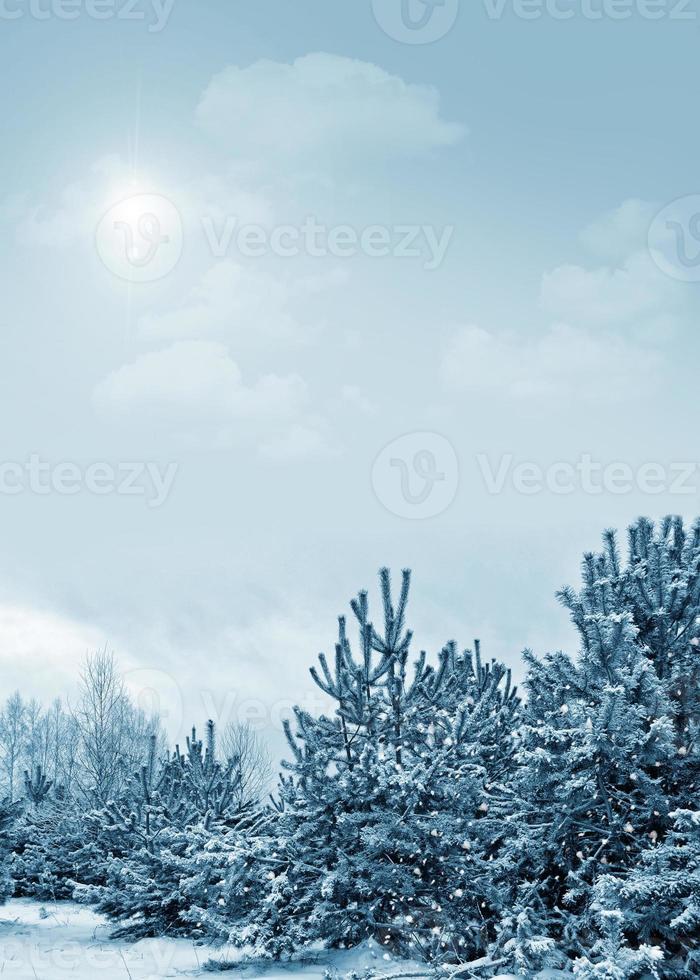 bosque de invierno congelado con árboles cubiertos de nieve. foto