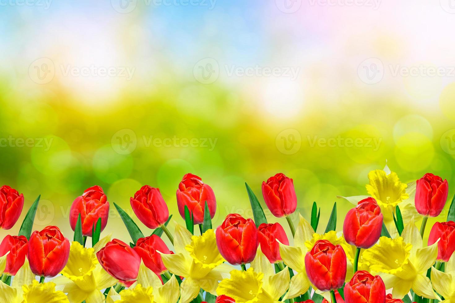 Bright and colorful spring flowers daffodils and tulips photo