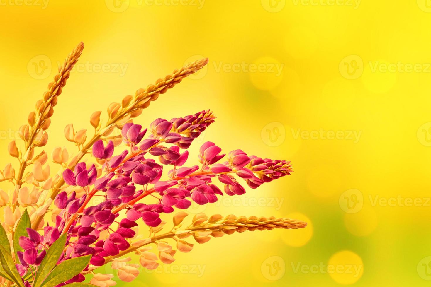 Summer landscape with beautiful bright lupine flowers photo