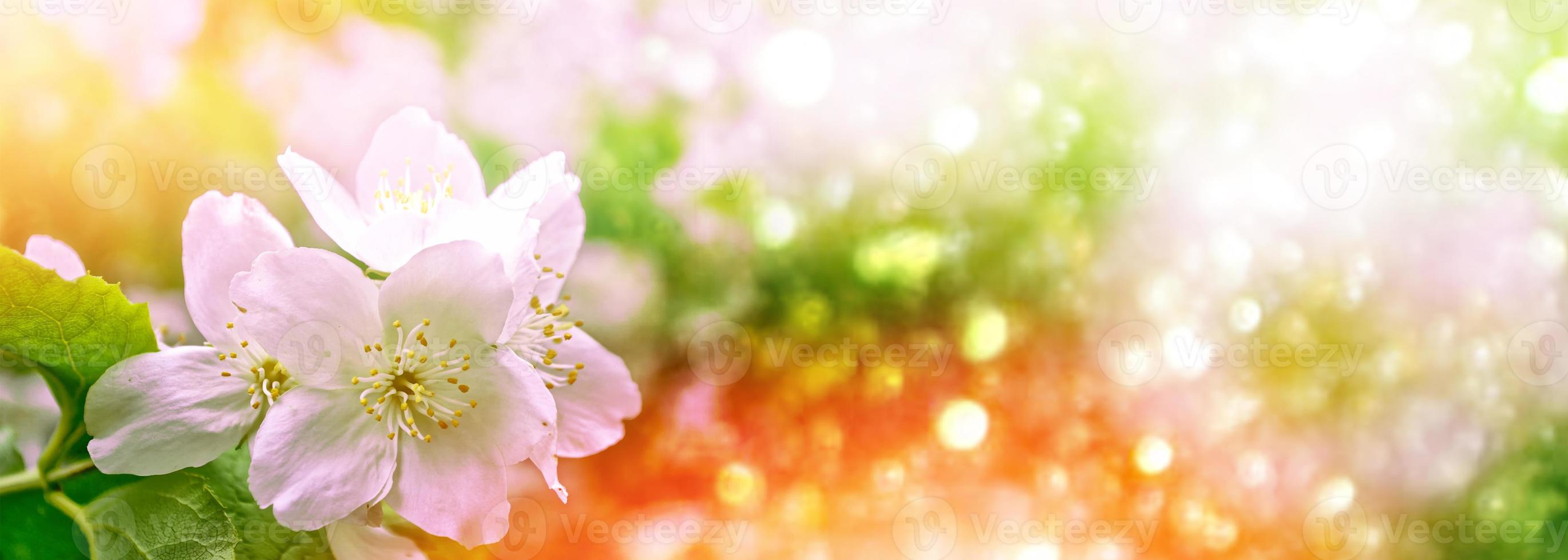 White jasmine The branch delicate spring flowers photo