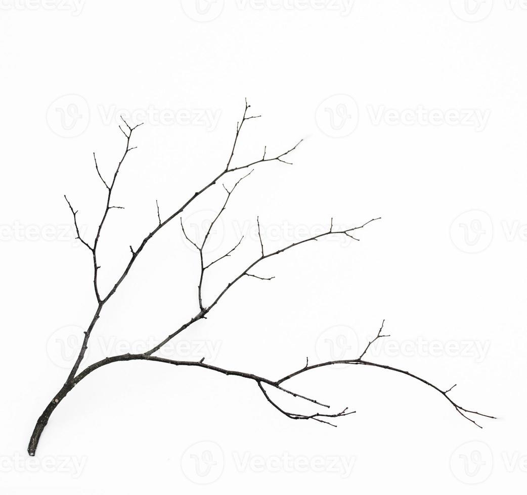 Tree branch isolated on white background. photo