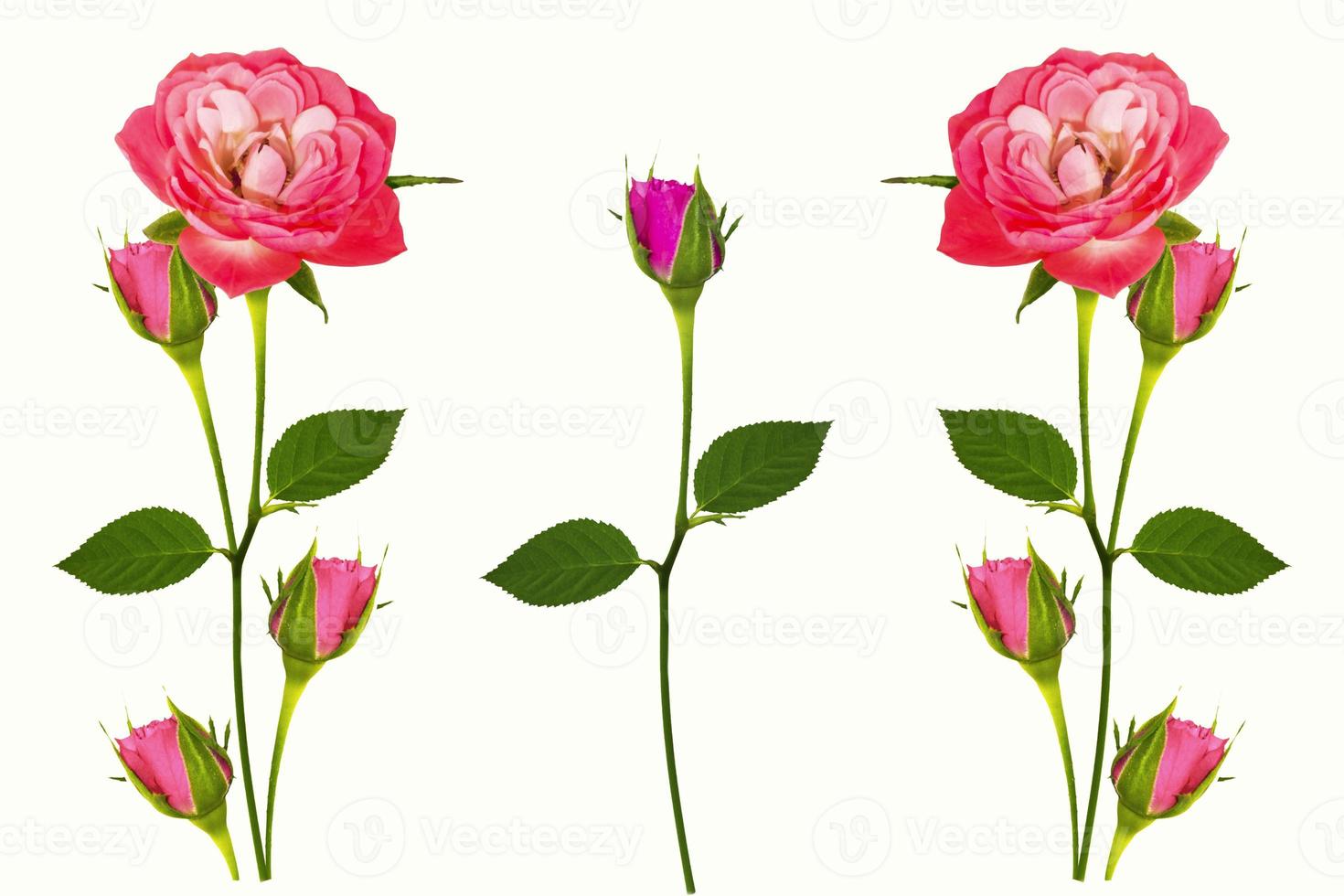 Five roses on a white background. floral background photo
