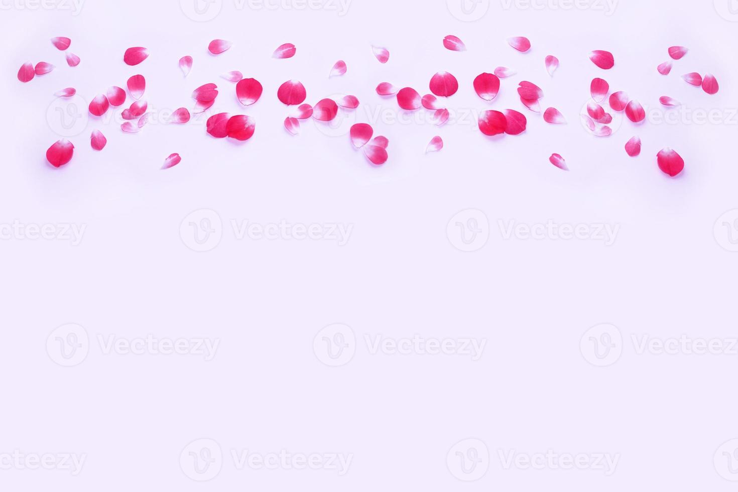 Bright pink rose petals. photo