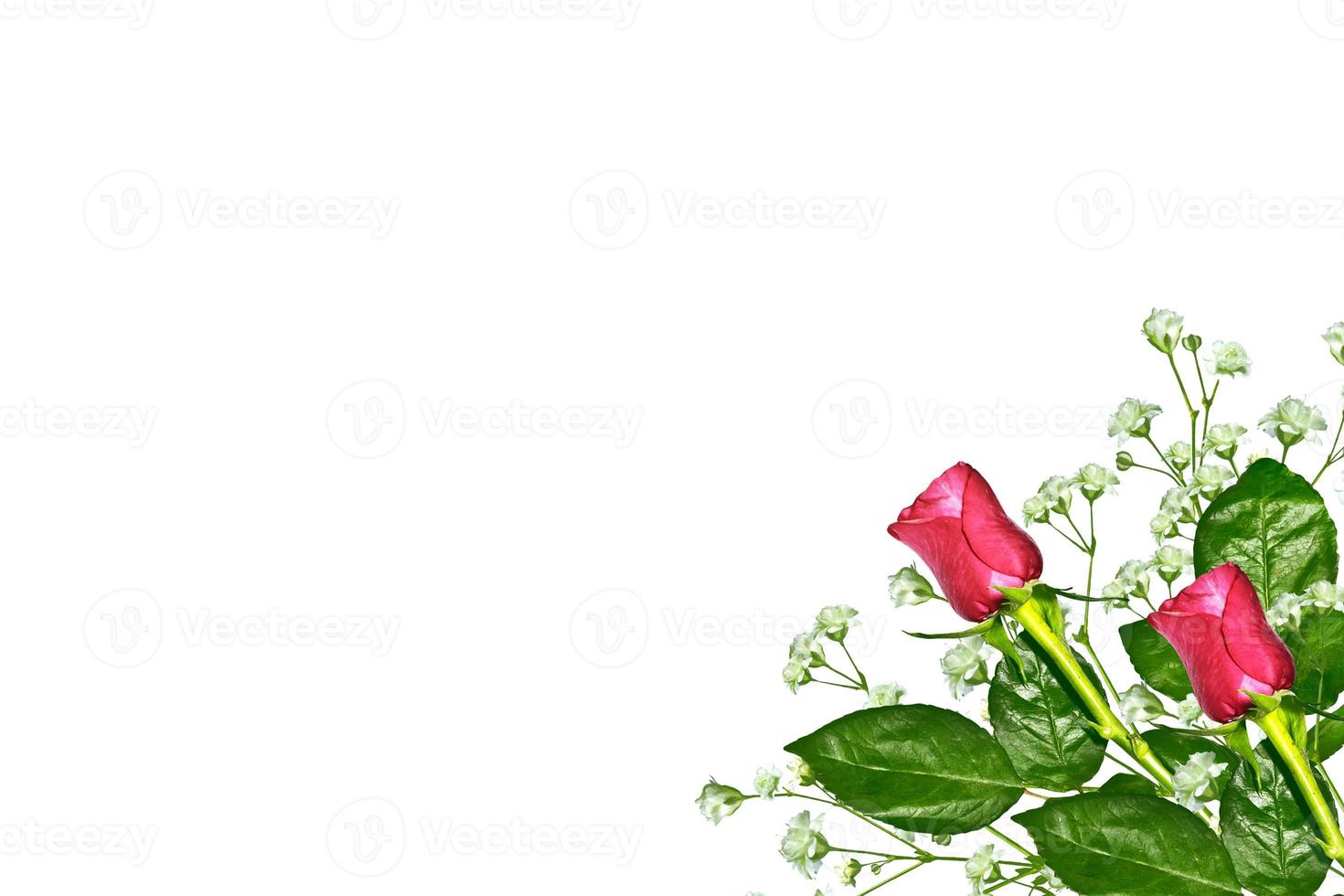 Flower bud roses on a white background photo