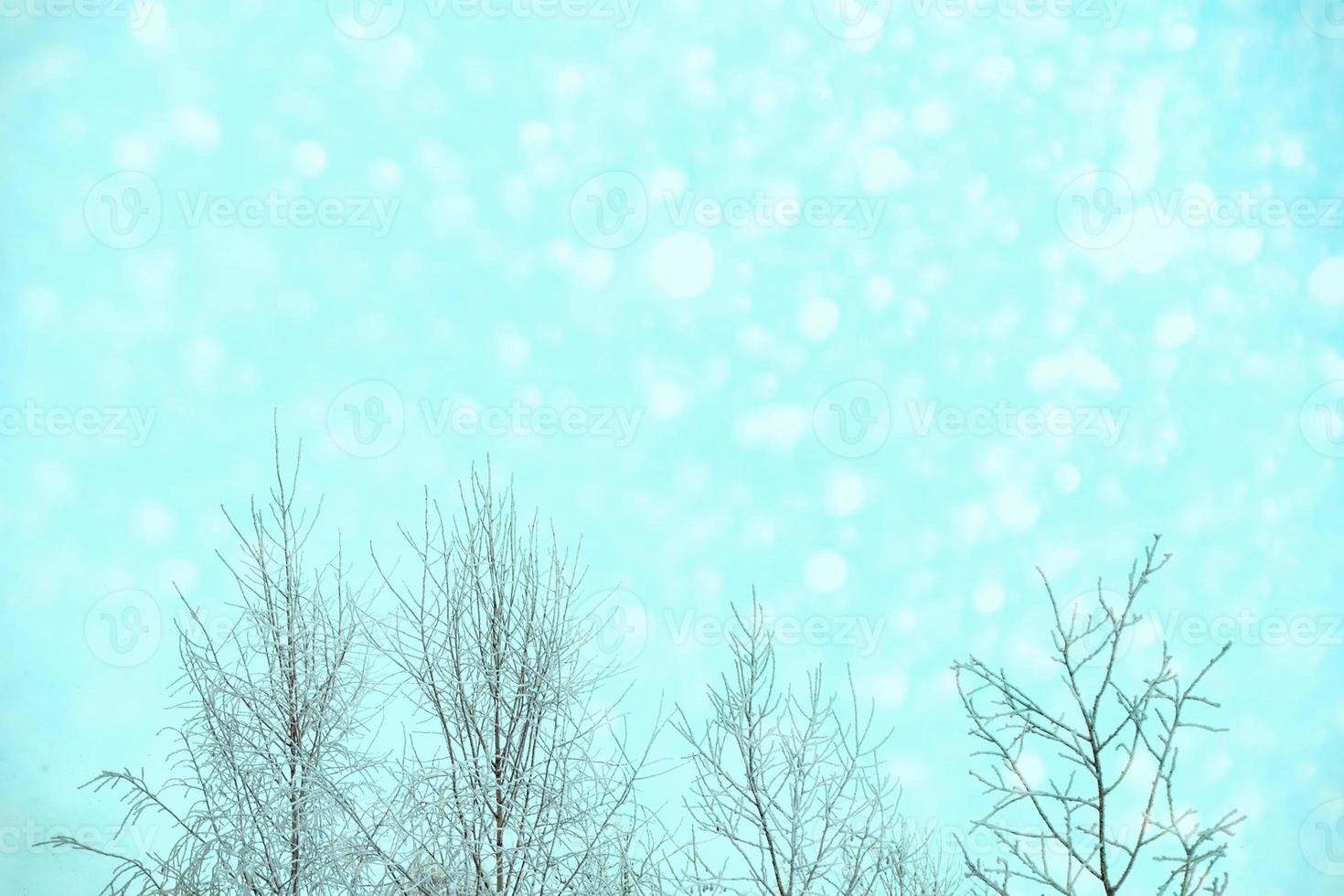 Frozen winter forest with snow covered trees. photo