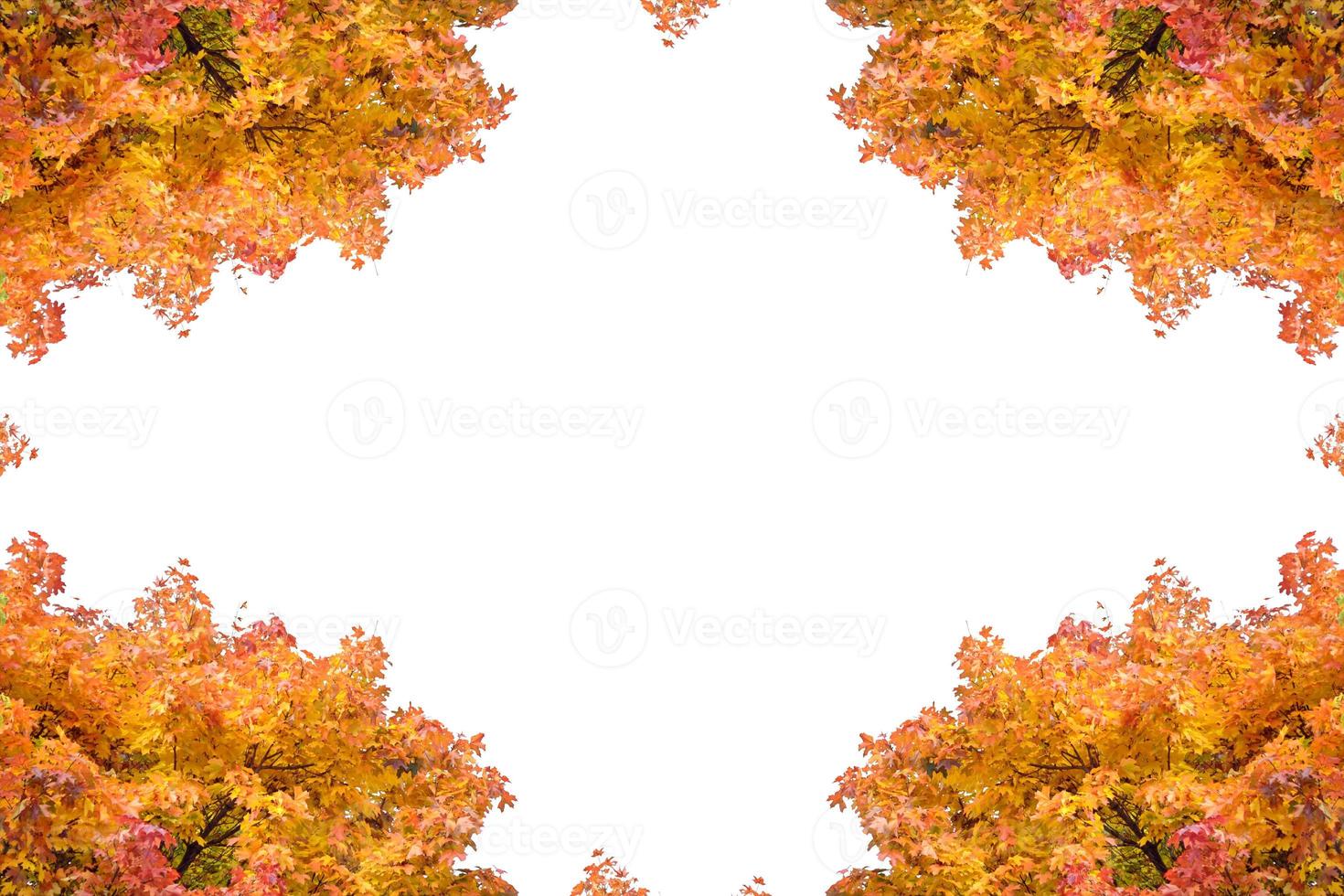 Bright colorful autumn leaves photo