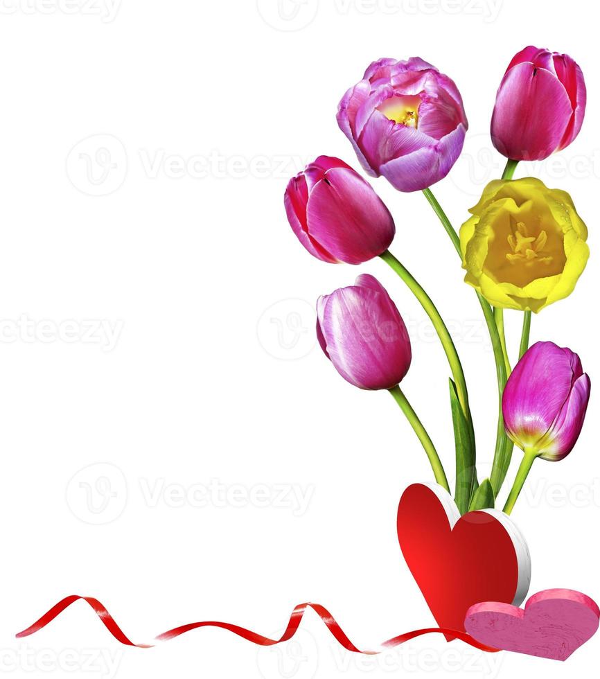 tulips flowers isolated on white background photo