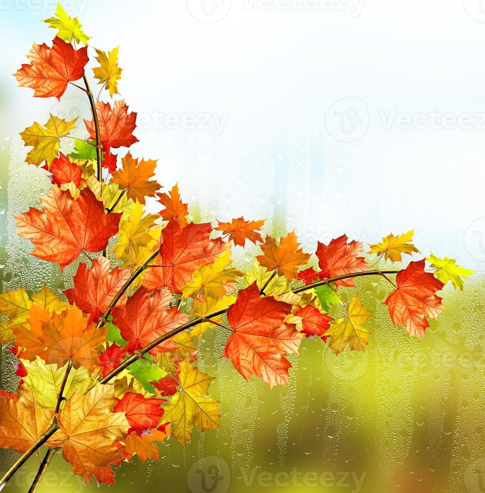 Autumn landscape. Beautiful autumn leaves. Golden autumn. photo