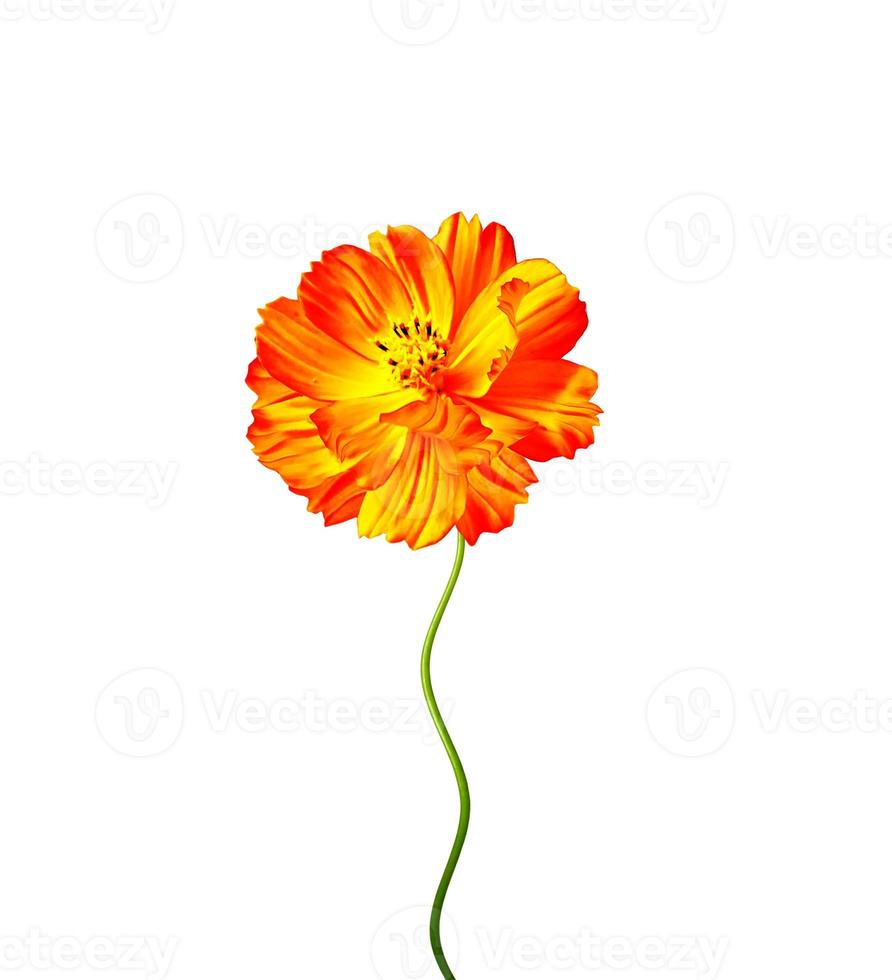 Cosmos flowers isolated on white background. photo