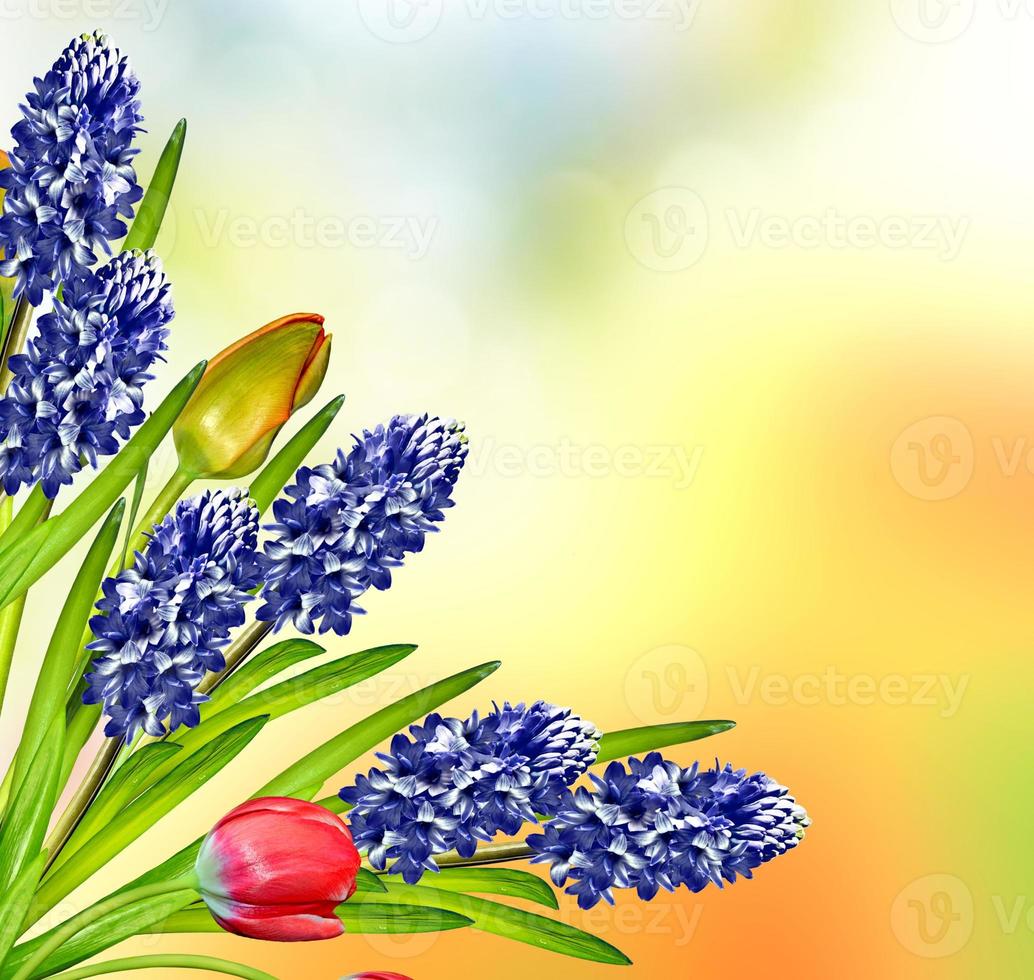 Spring landscape. beautiful spring flowers tulip photo