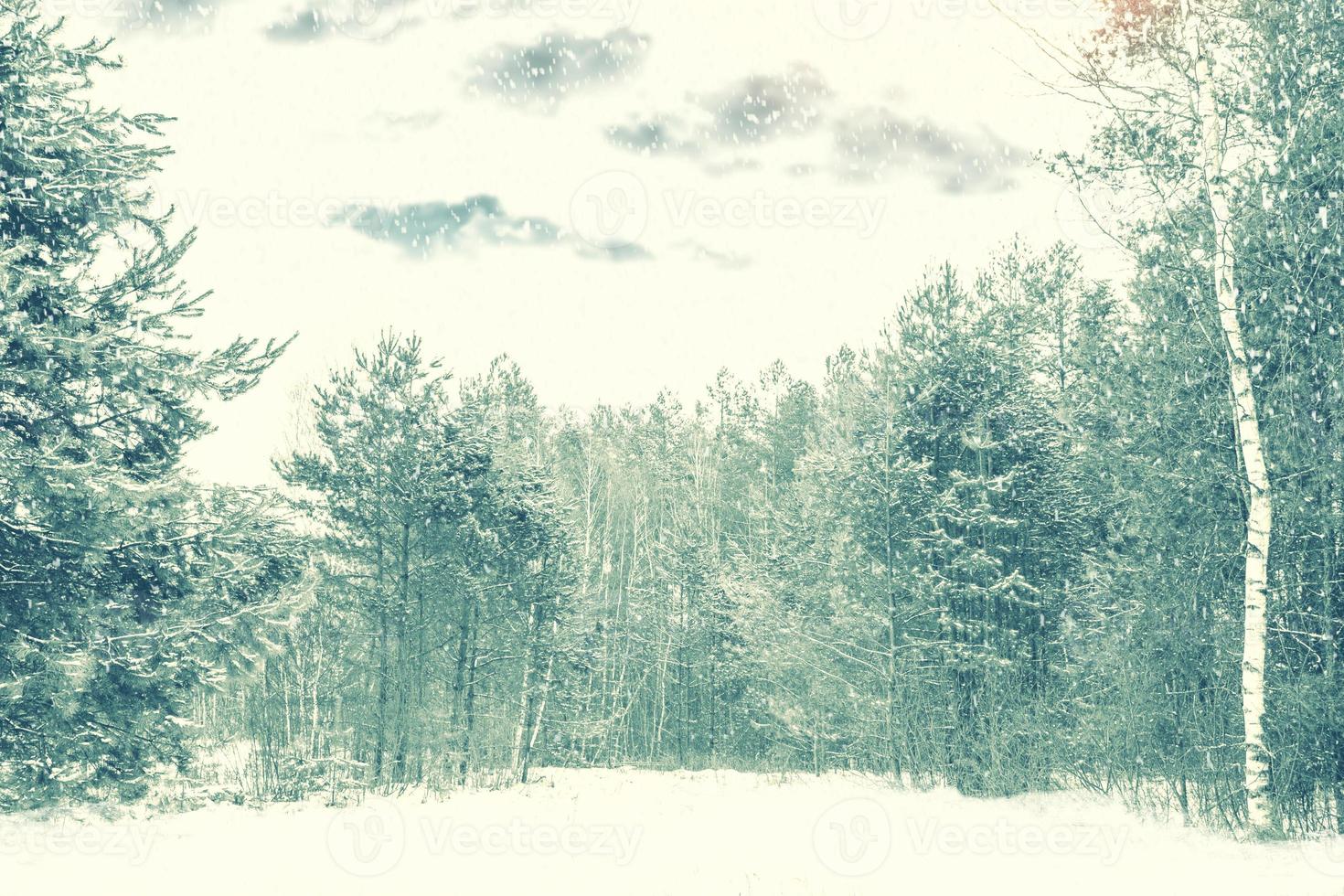 Frozen winter forest with snow covered trees. photo
