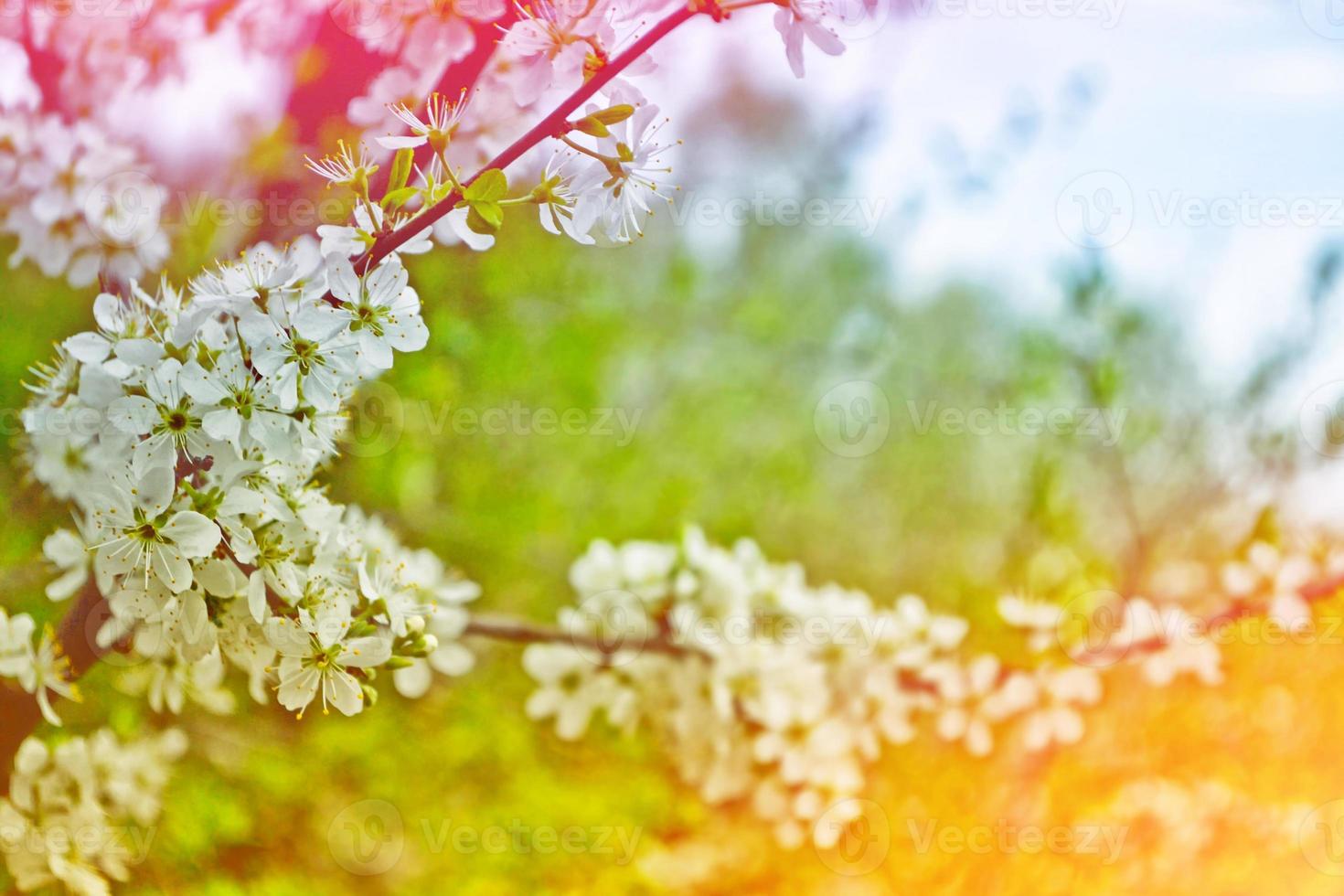 flores de primavera de colores brillantes foto