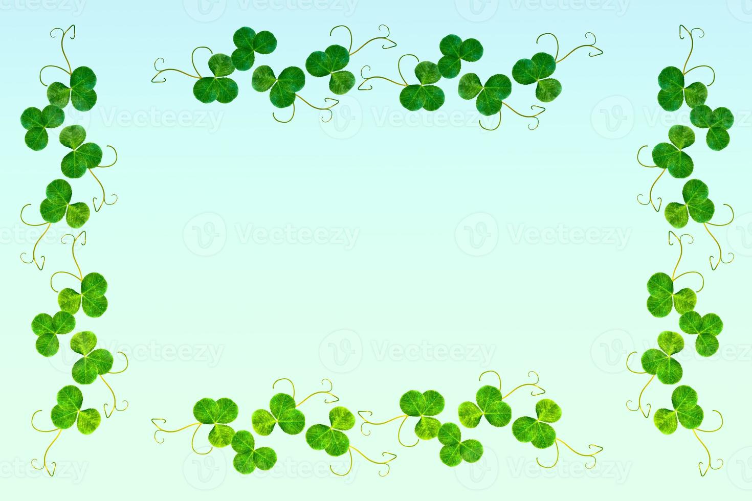 leaf clover.Green foliage. photo