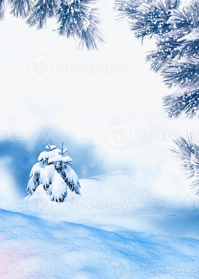 forest in the frost. Winter landscape. Snow covered trees photo