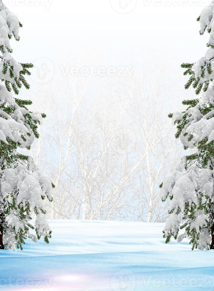 forest in the frost. Winter landscape. Snow covered trees photo