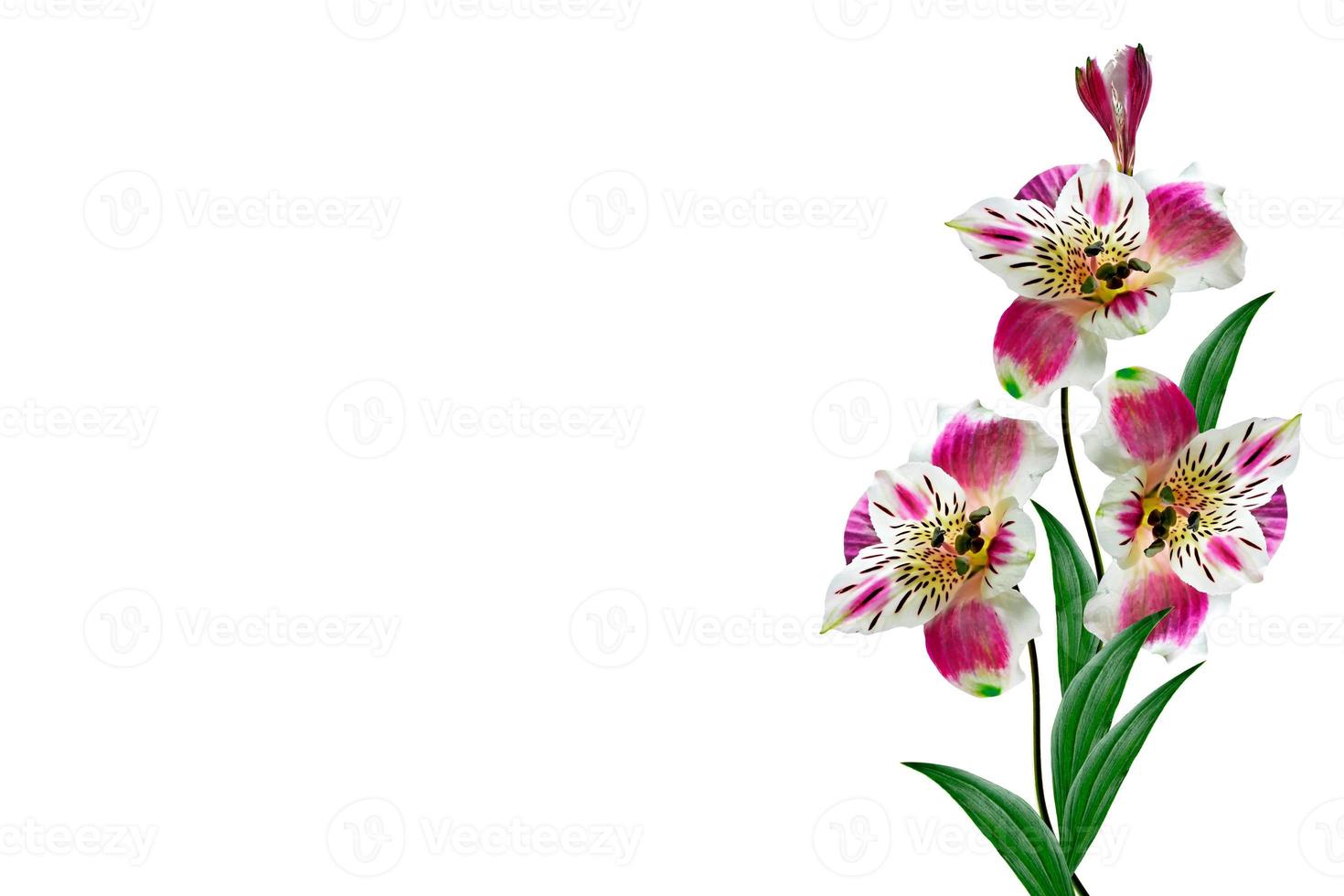 Colorful bright flowers Alstroemeria on a white background. photo