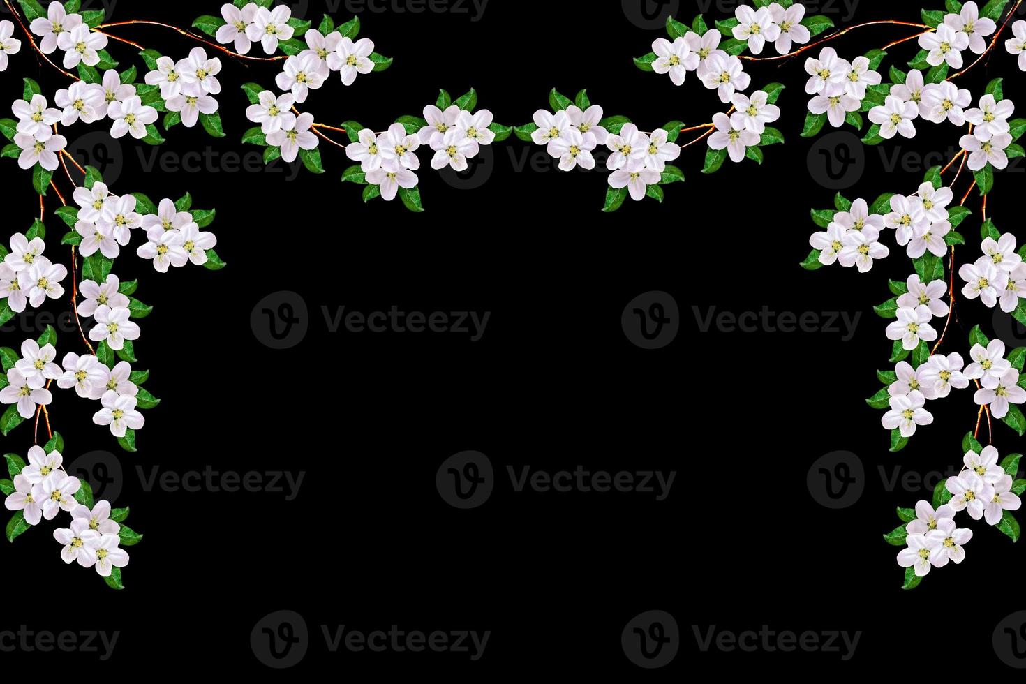 White apple flowers branch photo
