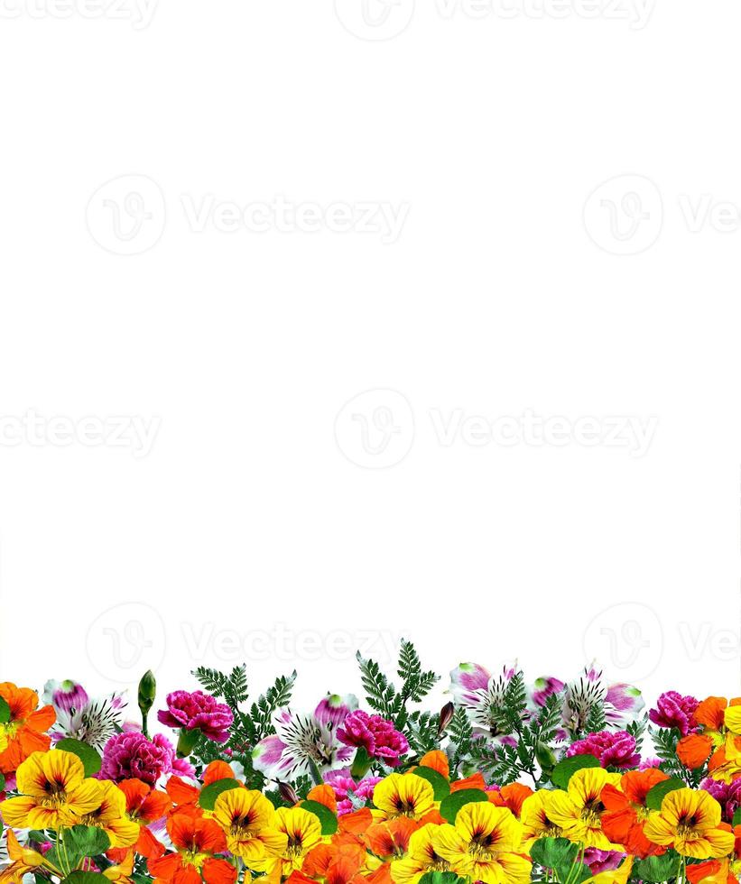 flowers isolated on white background photo