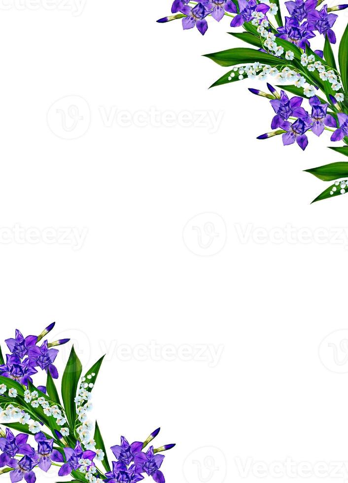 Blue iris flower isolated on white background photo