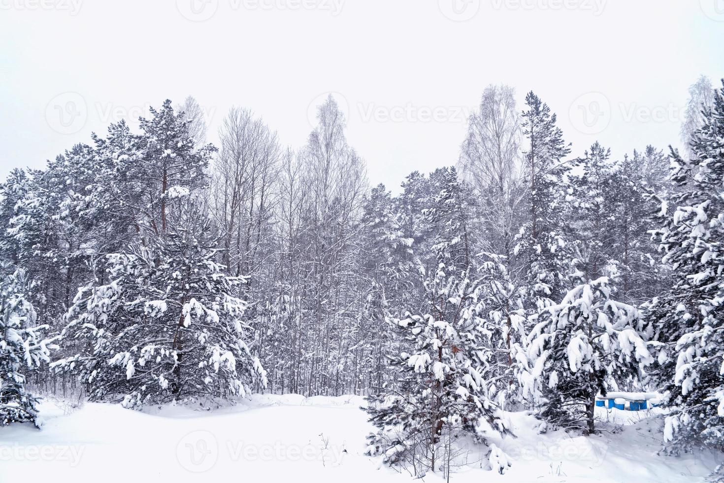 bosque en la escarcha. paisaje de invierno árboles cubiertos de nieve. foto