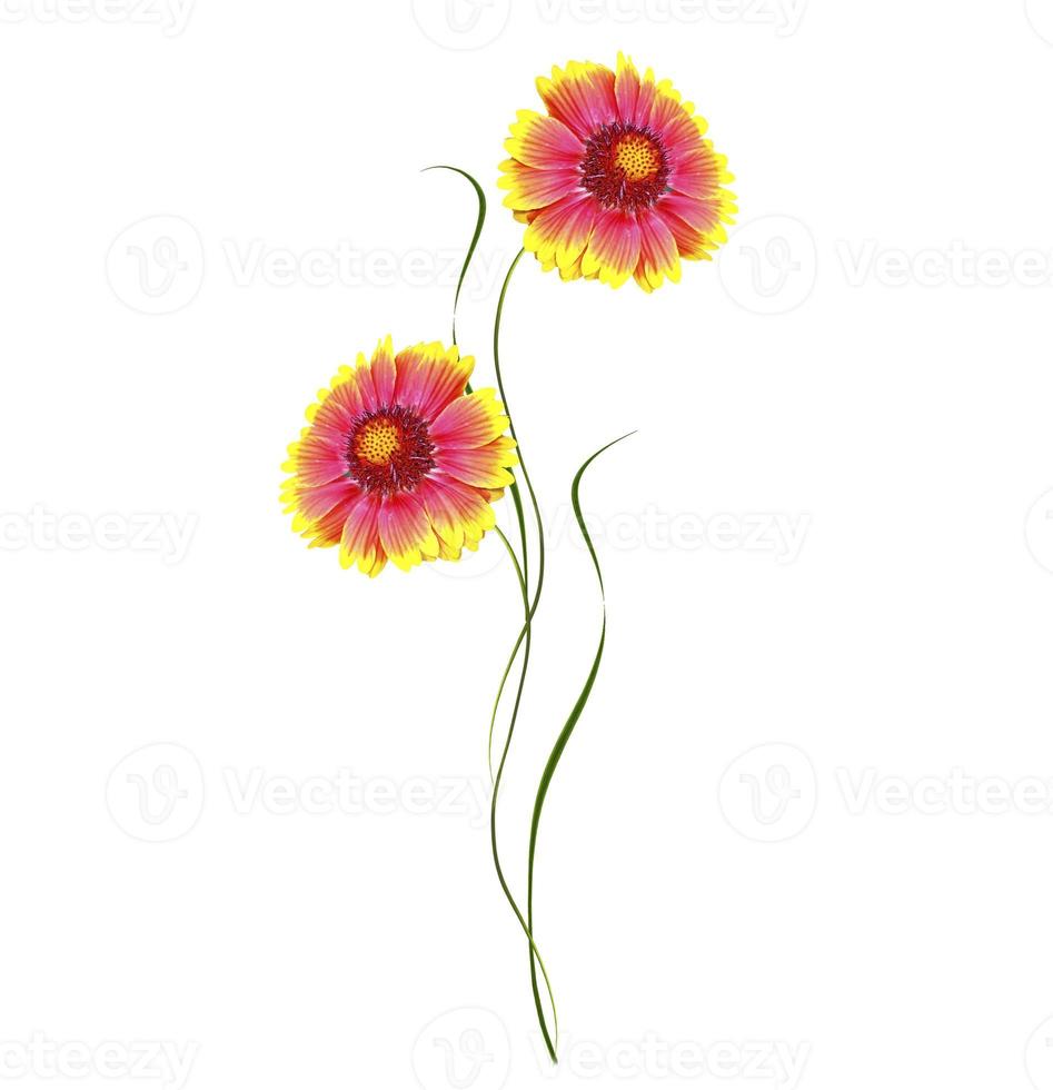 bright colorful flowers marigolds isolated on white background photo