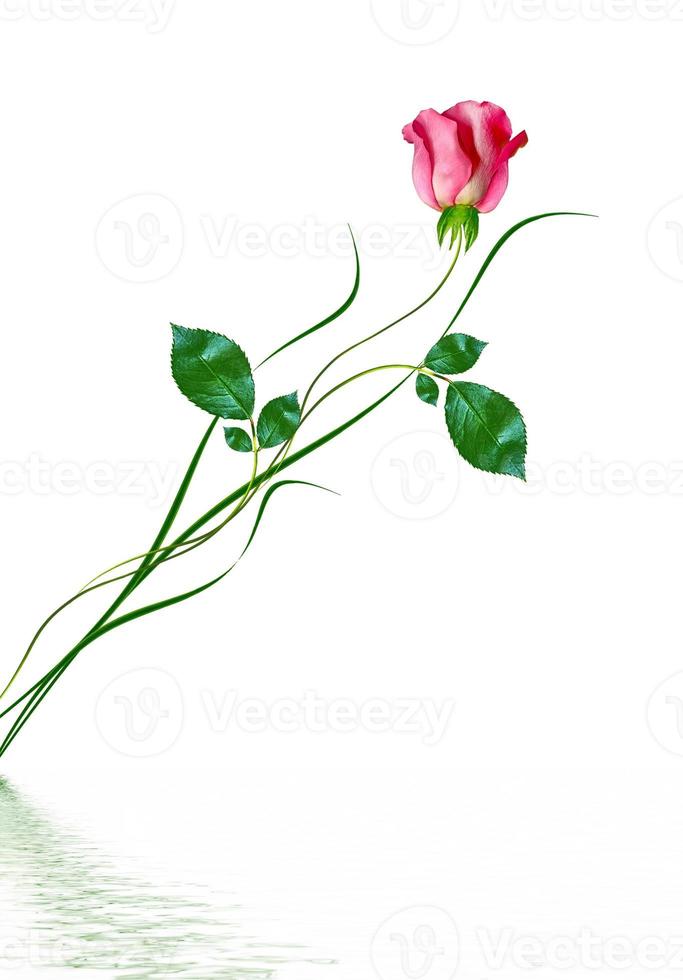 flower buds of roses isolated on white background photo