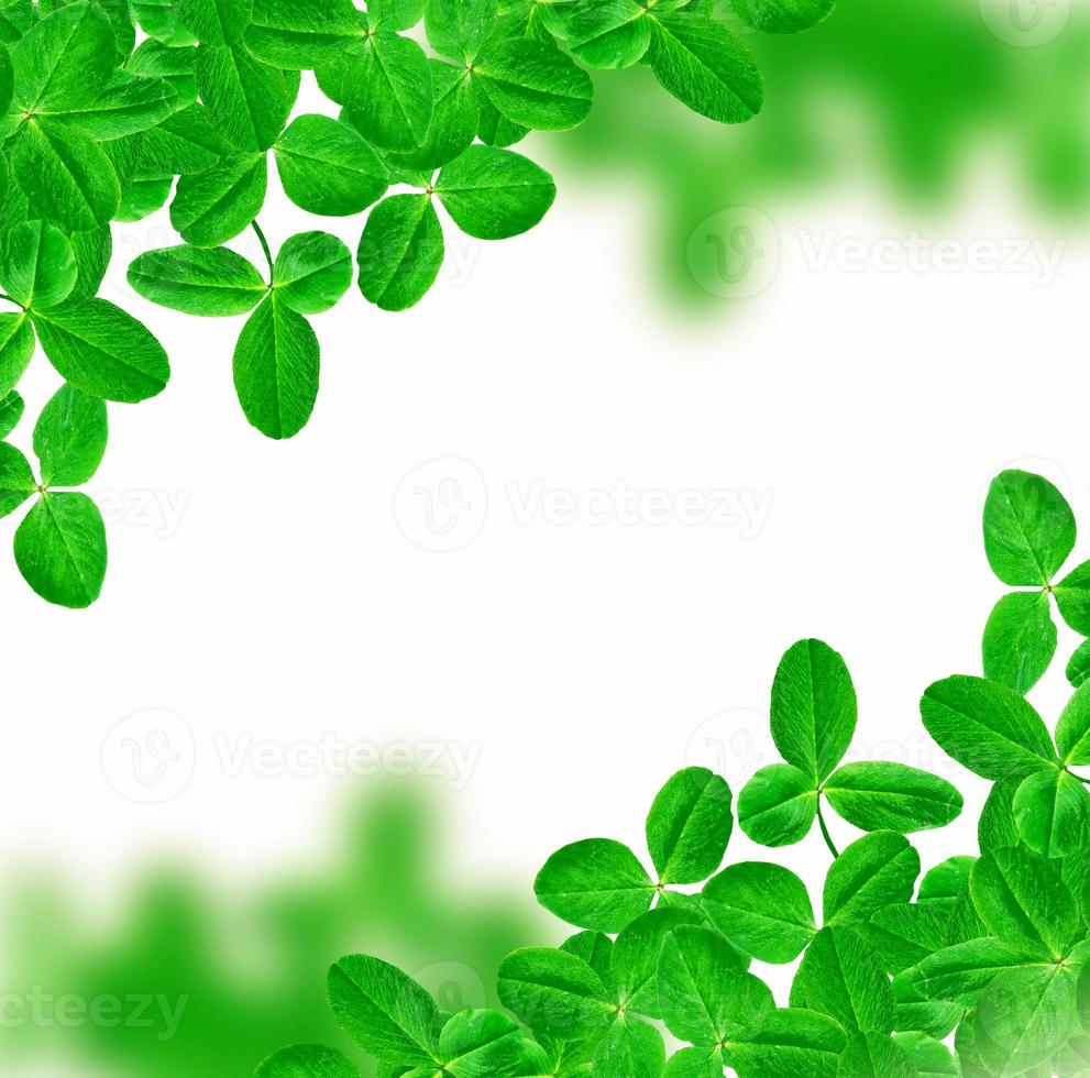 green clover leaves isolated on white background. St.Patrick 's Day photo