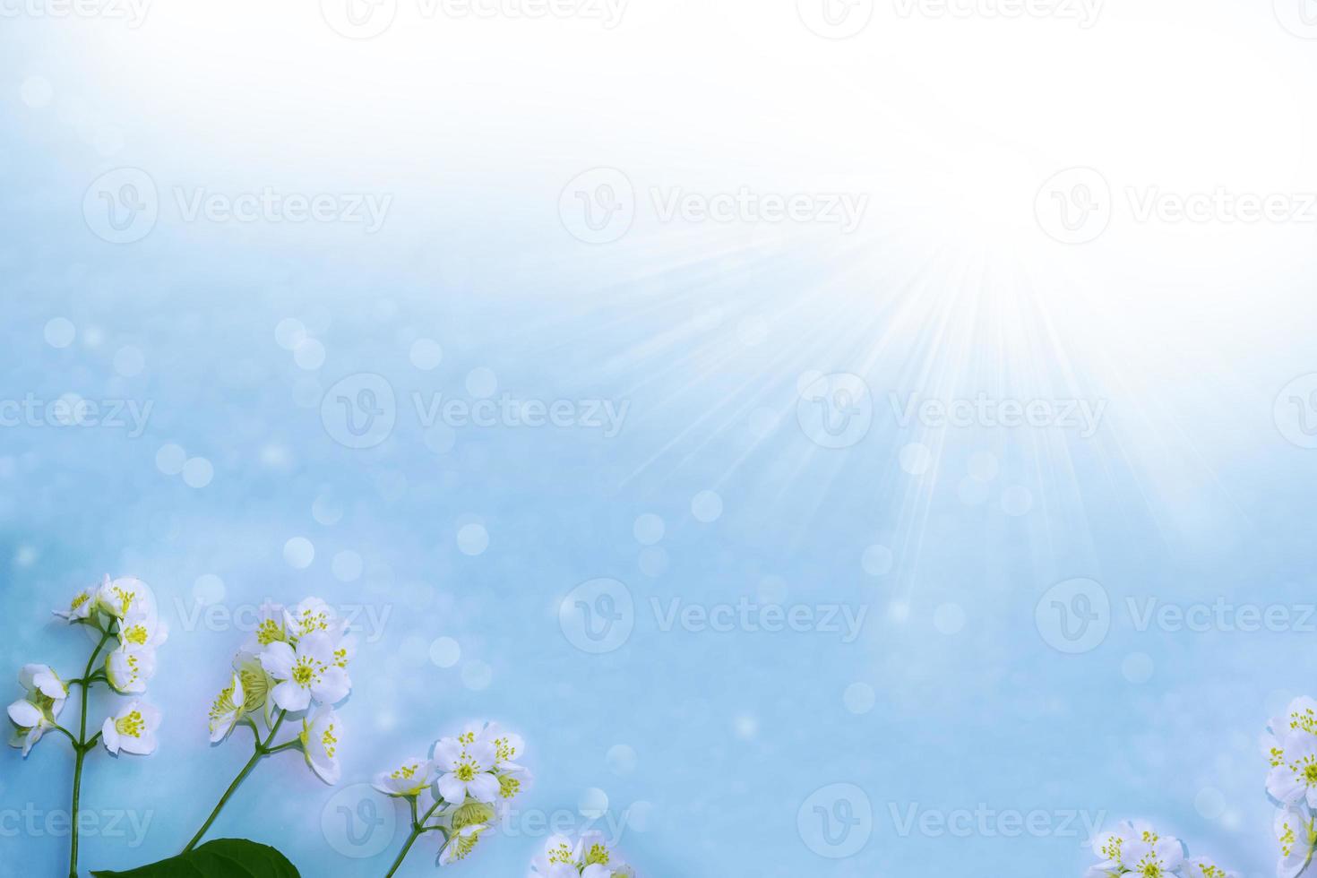 Floral composition. White jasmine The branch delicate spring flowers photo