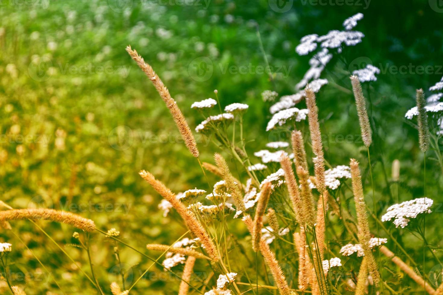 Blurred image of grass. photo