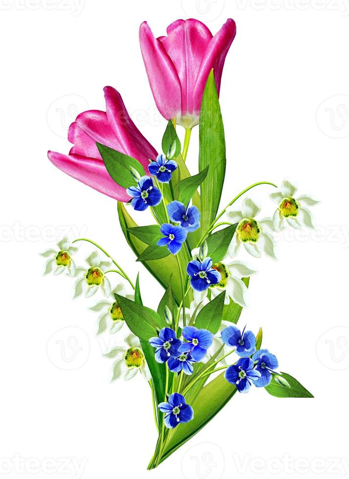 spring flowers tulips isolated on white background photo