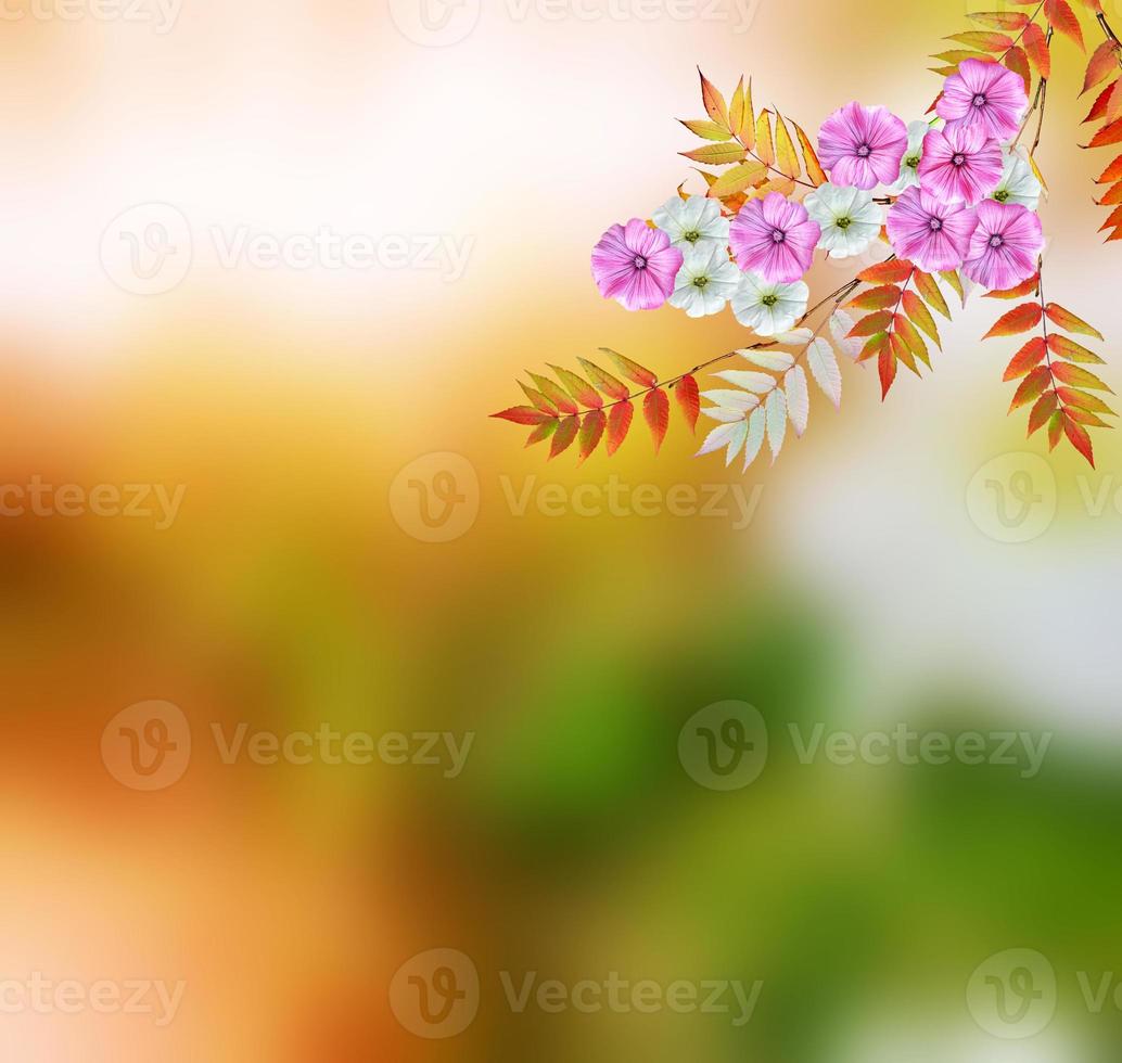 Delicate bright flowers morning glory on background summer landscape. photo
