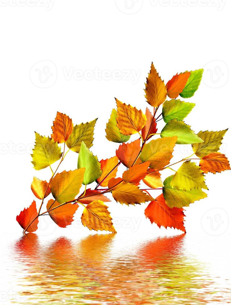 autumn leaves isolated on white background. photo