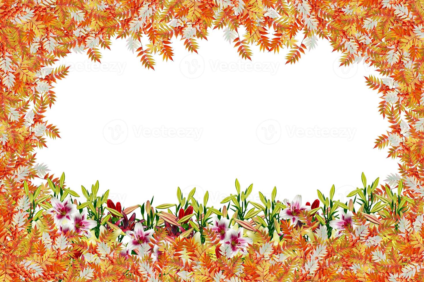 Colorful autumn foliage isolated on white background. Indian summer. photo